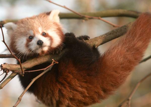 Red Panda Hanging Out