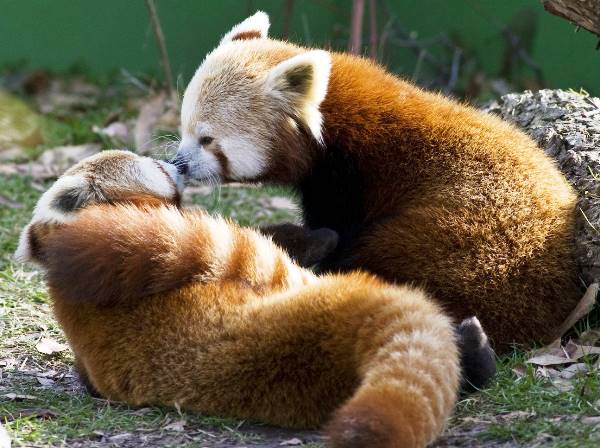 Red Panda Photos Kissing