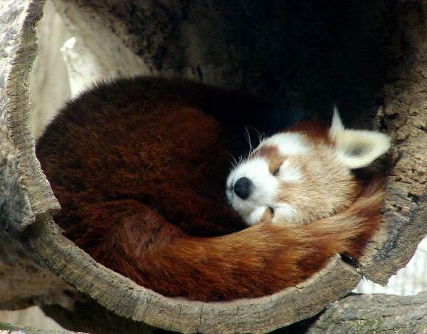 Red Panda Photos Sleeping