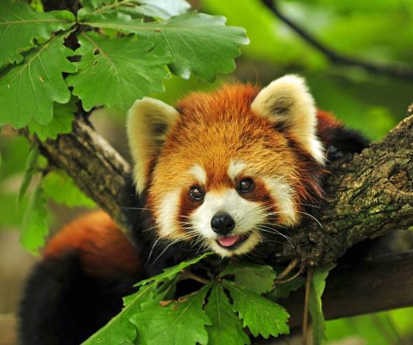 Red Panda Photos Smile