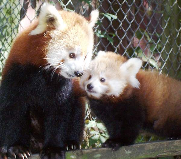 Red Panda Photos Sniffing