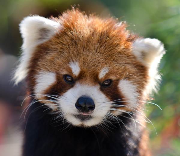 Red Panda Photos Staring