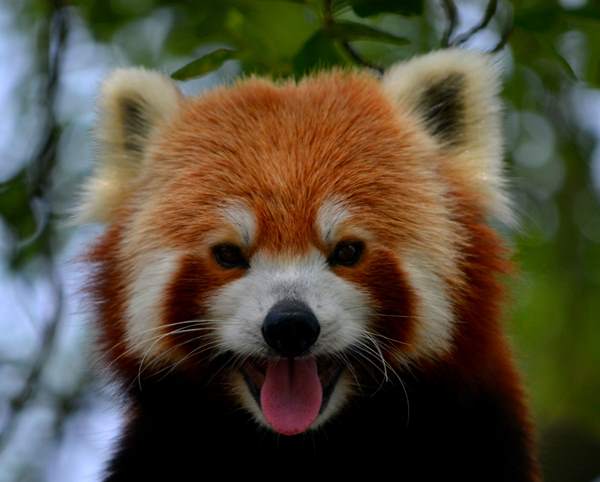 Red Panda Photos Tongue Out