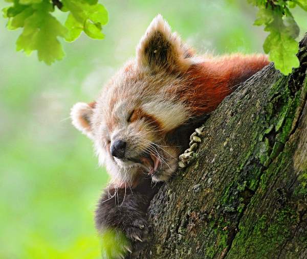 Red Panda Photos Yawning