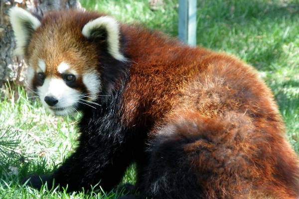 Red Panda Pictures