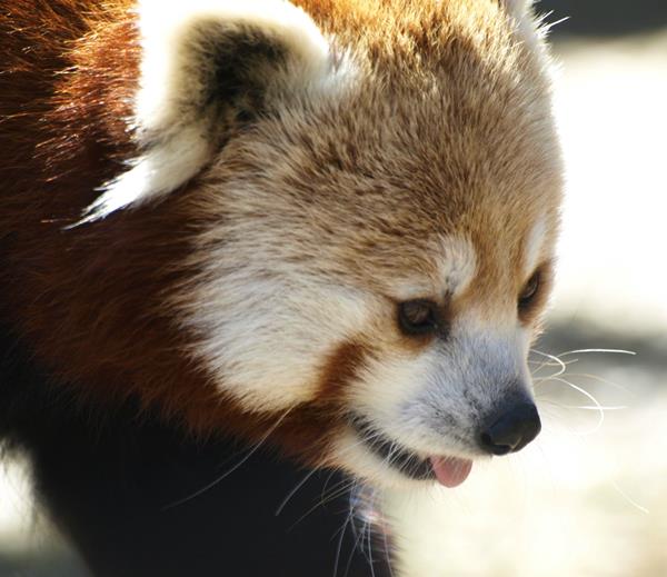 Red Panda Profile Picture
