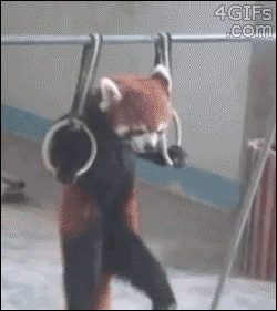 Red Panda Pull Ups