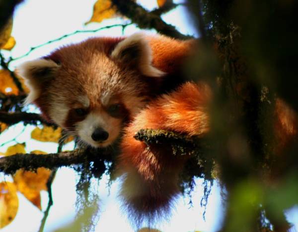 Red Panda Relaxing