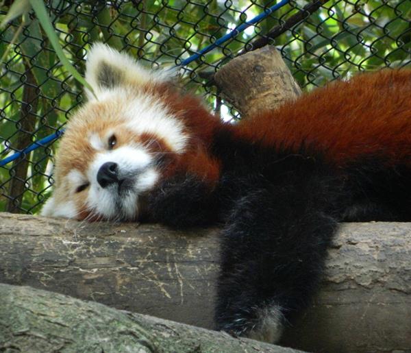 Red Panda Resting