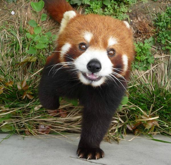 Red Panda Saying Hi