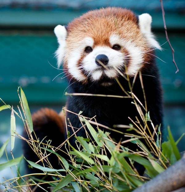 Red Panda Smirk