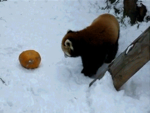 Red Panda Versus Pumpkin