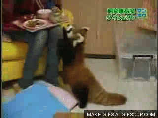 Red Panda Wants Food