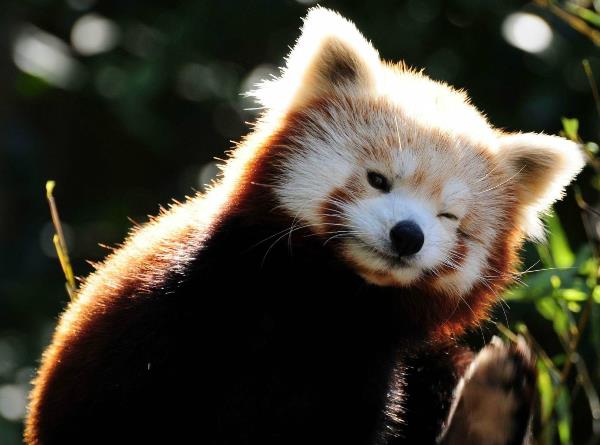 Red Panda Winking