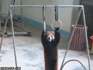 Red Panda Work Out GIF