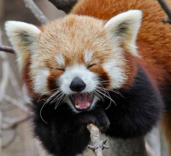 Red Panda Yawning