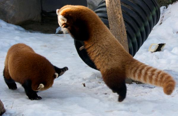 The Cutest Red Panda Gifs Ever Seen