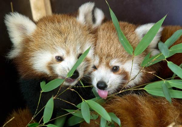 Red Pandas Eating