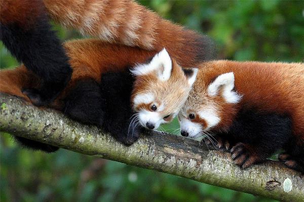 Red Pandas In A Tree