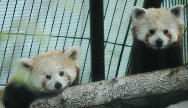 Red Pandas Looking