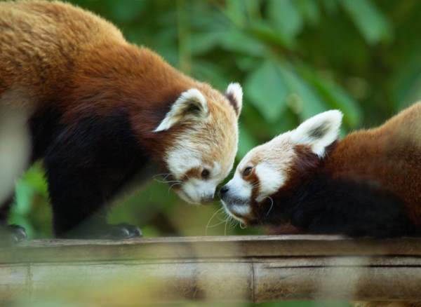 Red Pandas Nuzzling