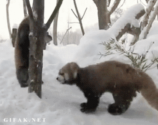 Red Pandas Play In Snow