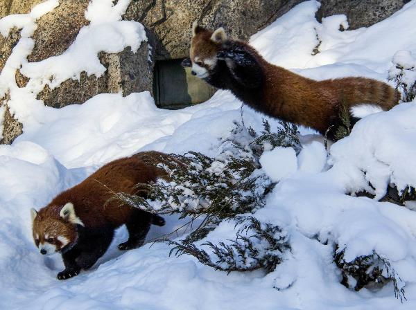 Red Pandas Playing In The Snow