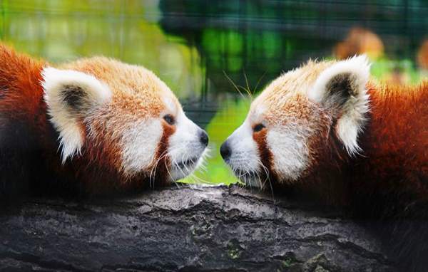 Red Pandas Touching Noses