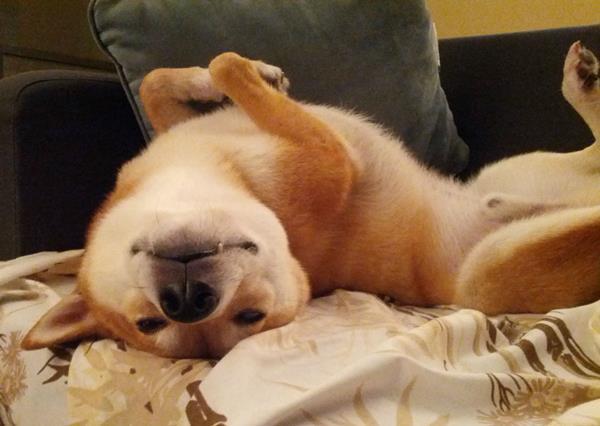 Shiba Inu Smiling On It's back