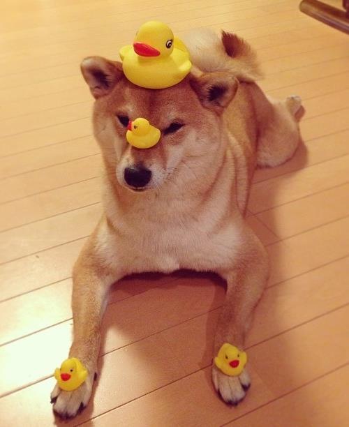 Plastic Ducks Shiba Inu Photos