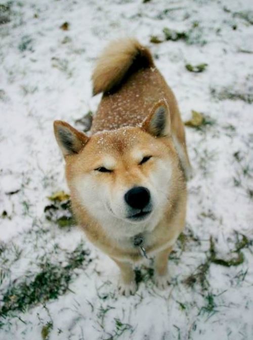 Shiba Inu Photos In The Snow