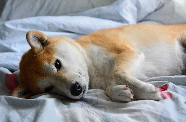 Shiba Inu Laying Down Picture