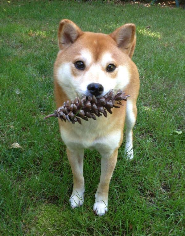 Shiba Inu Photos Pine Cone