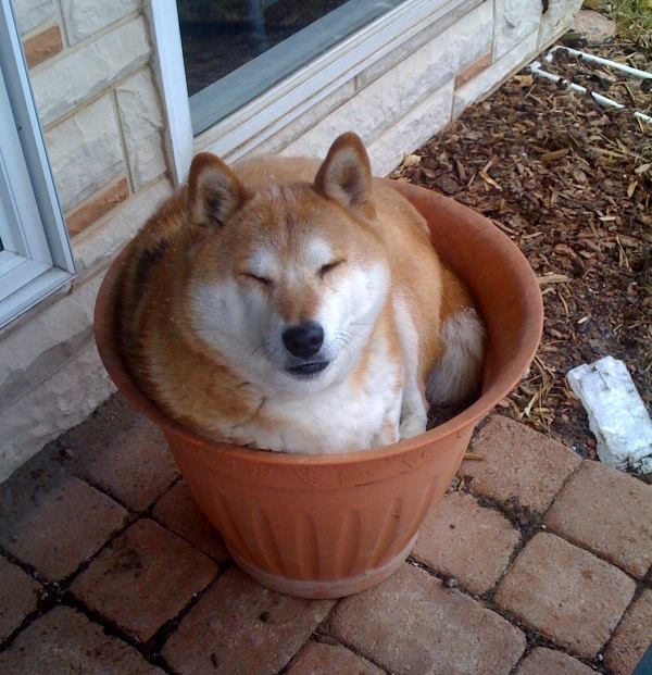 Shiba Inu In Plant Pot
