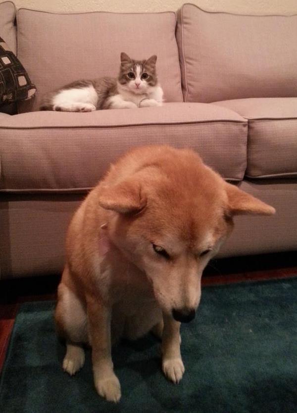 Shiba Inu Photos Sad