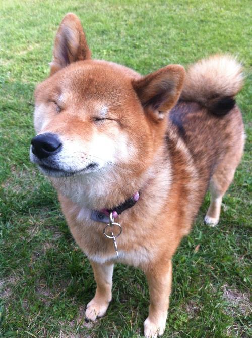 Shiba Inu Photos Squint