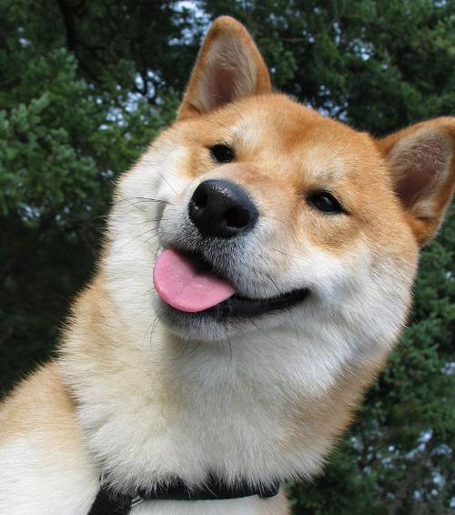 shiba-inu-photos-tongue