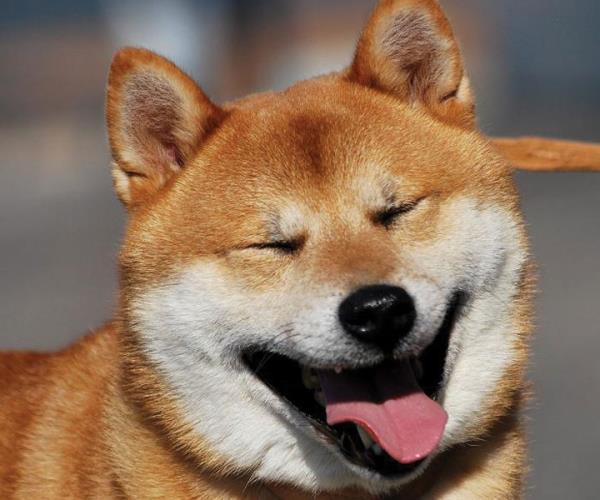 Shiba Inu Photos