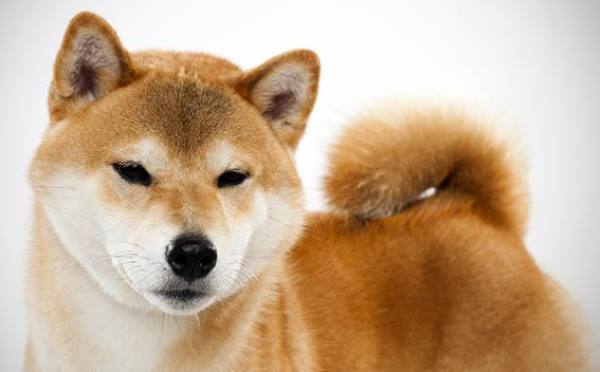 Shiba Inu Pictures