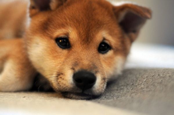 Shiba Inu Puppies Face