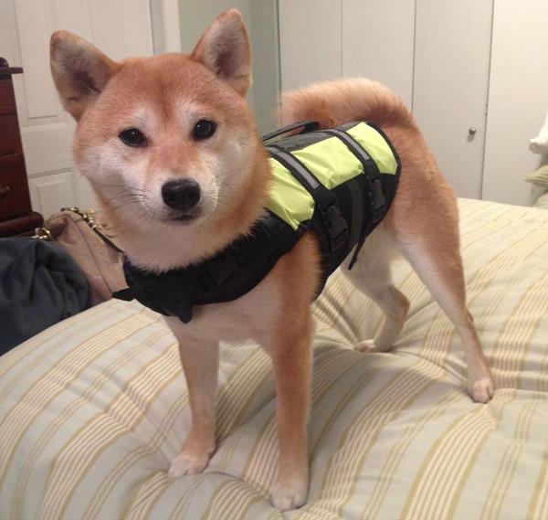 Shiba Inu Wearing A Shirt