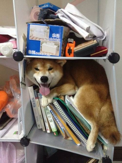 shiba-inu-stuck-in-bookcase