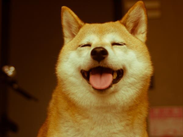 shiba dog cute