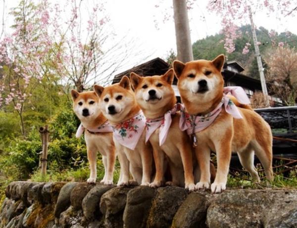 Shiba Inus