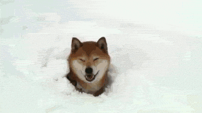 Shibe GIF Plays In Snow