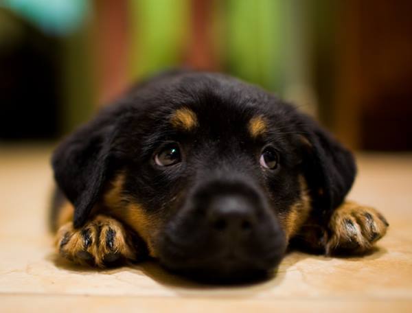 Adorable Puppy Photo