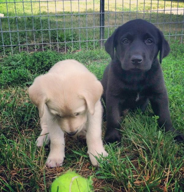 Adorable Puppy Pictures Labrador