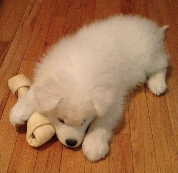 Adorable Samoyed Photos