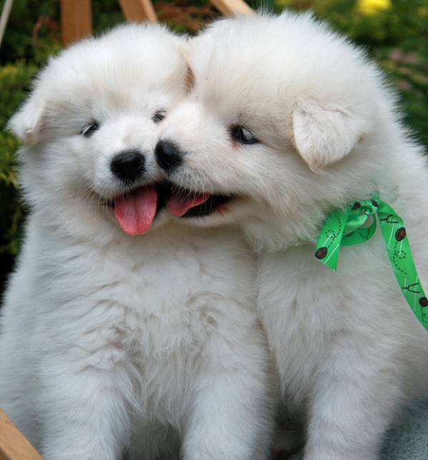 Adorable White Puppies