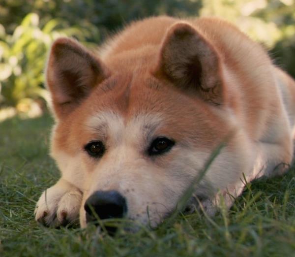 Akita Inu Photos Head